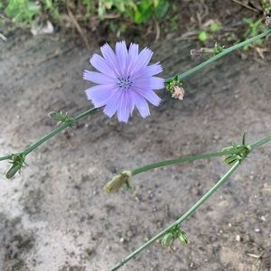 Meet your Posher, Naeomie